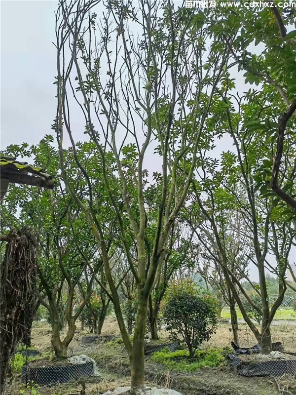 香泡树图片 香泡树图片