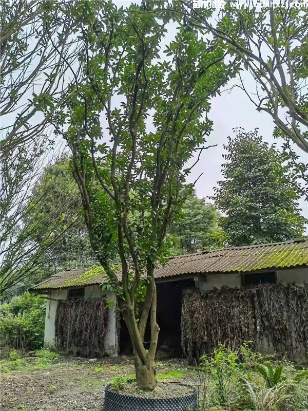 香泡树图片 香泡树图片