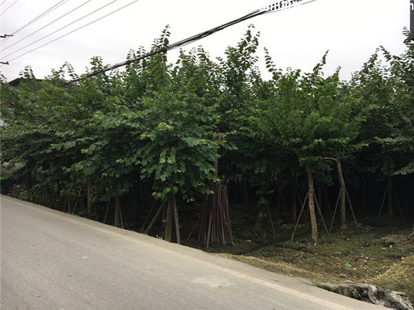 12公分的羊蹄甲价格是多少? 12公分的羊蹄甲价格是多少?