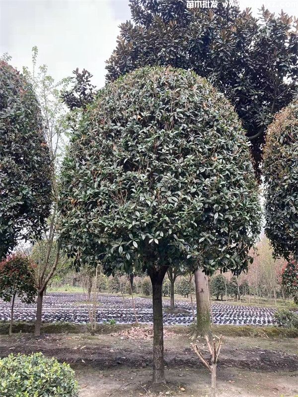 重庆桂花树种植基地哪里有? 重庆桂花树种植基地哪里有?