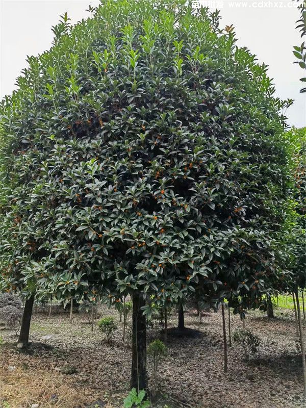 重庆桂花树种植基地哪里有? 重庆桂花树种植基地哪里有?