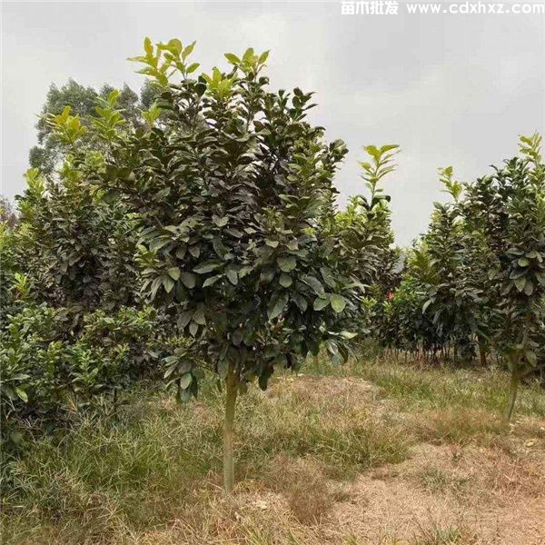 成都柚子树基地实拍图片 成都柚子树基地实拍图片