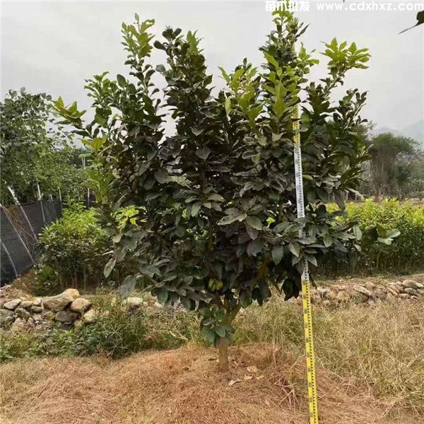 成都柚子树基地实拍图片 成都柚子树基地实拍图片