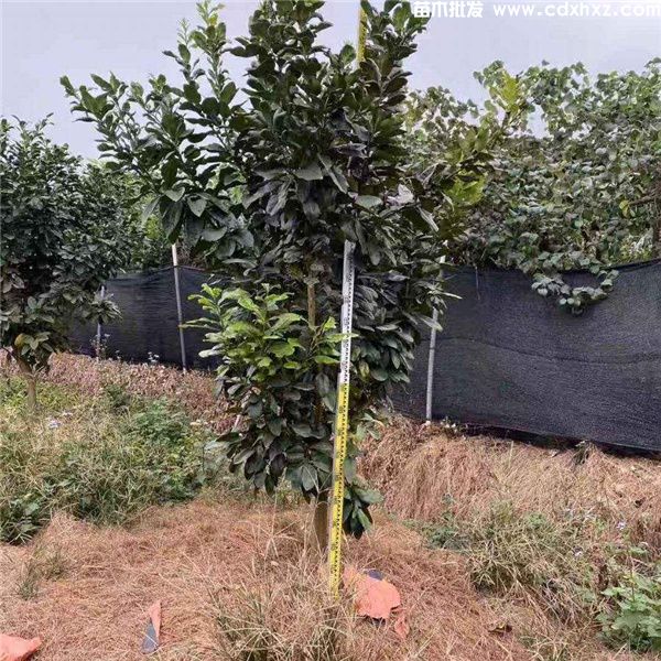 成都柚子树基地实拍图片 成都柚子树基地实拍图片