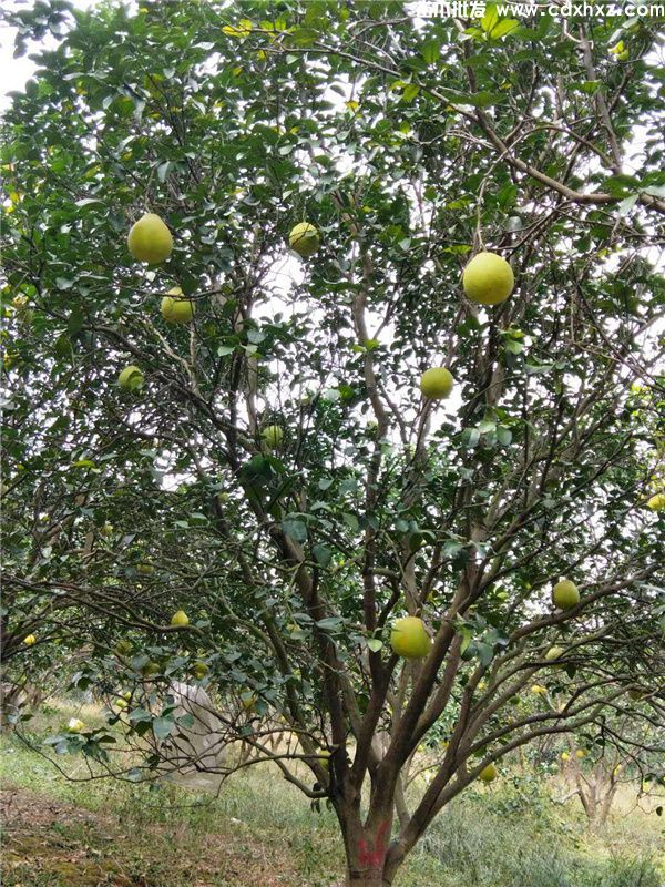 成都柚子树基地实拍图片 成都柚子树基地实拍图片