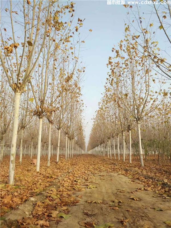 梧桐图片 梧桐图片