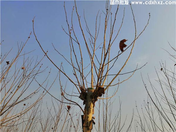 梧桐图片 梧桐图片