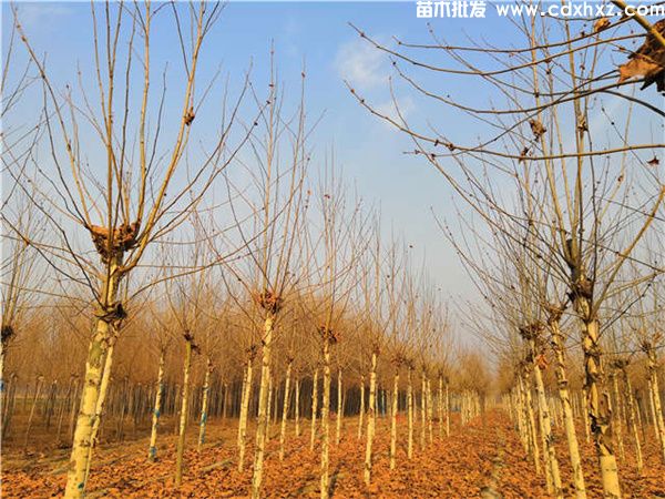 梧桐图片 梧桐图片