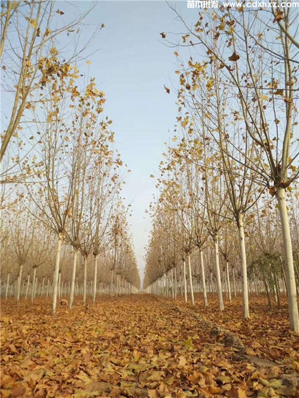 梧桐图片 梧桐图片