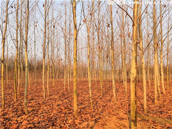 梧桐图片 梧桐图片