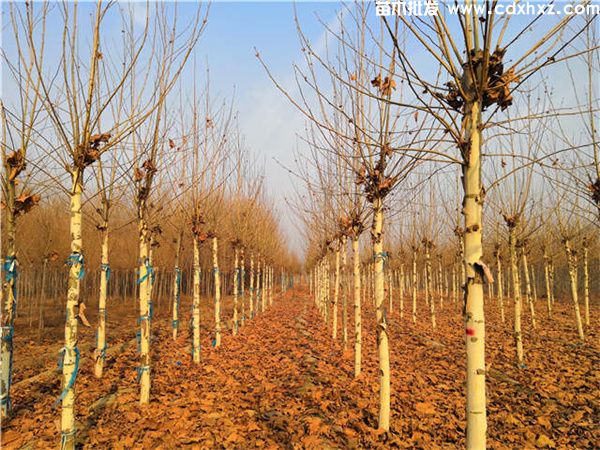 梧桐图片 梧桐图片