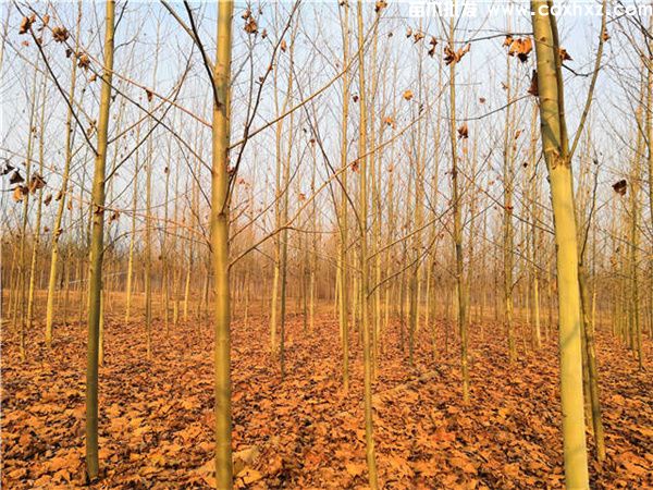 梧桐图片 梧桐图片