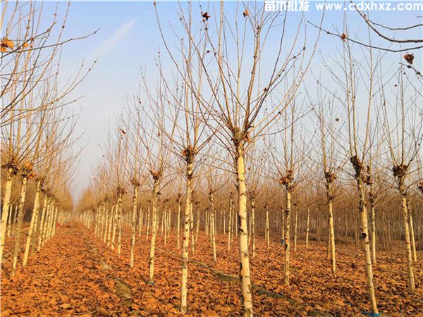 梧桐图片 梧桐图片