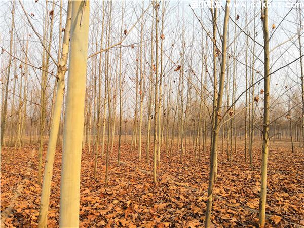 梧桐图片 梧桐图片