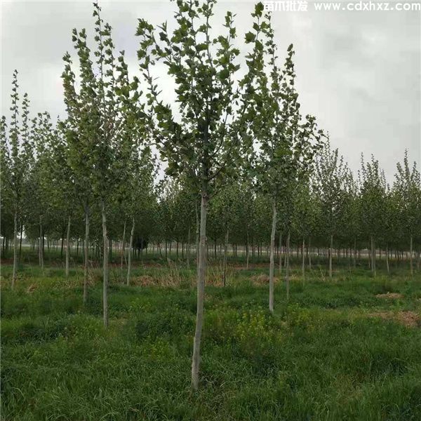 法国梧桐图片 法国梧桐图片