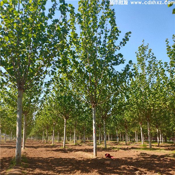 法国梧桐图片 法国梧桐图片