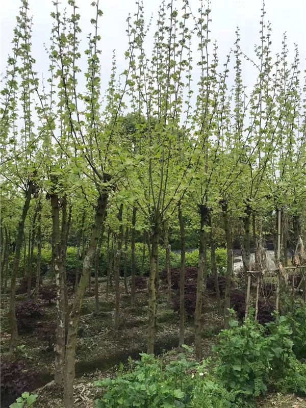 法国梧桐图片 法国梧桐图片