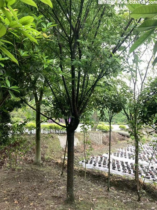 15公分日本早樱图片 15公分日本早樱图片