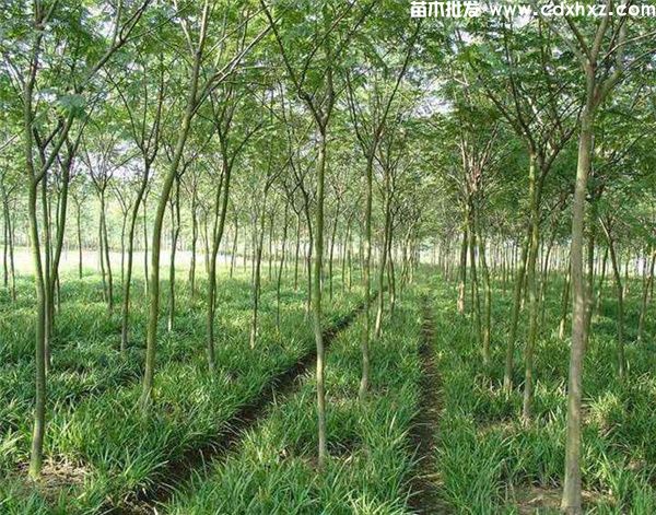 合欢基地实拍图片 合欢基地实拍图片