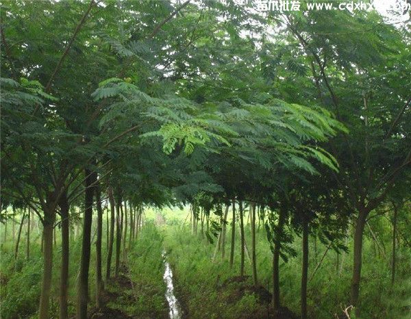 合欢基地实拍图片 合欢基地实拍图片