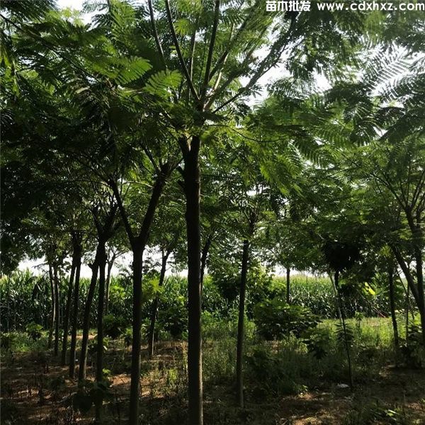 合欢基地实拍图片 合欢基地实拍图片