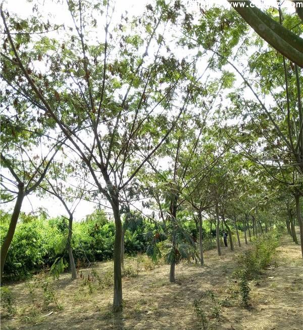 合欢基地实拍图片 合欢基地实拍图片