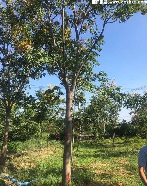 合欢基地实拍图片 合欢基地实拍图片