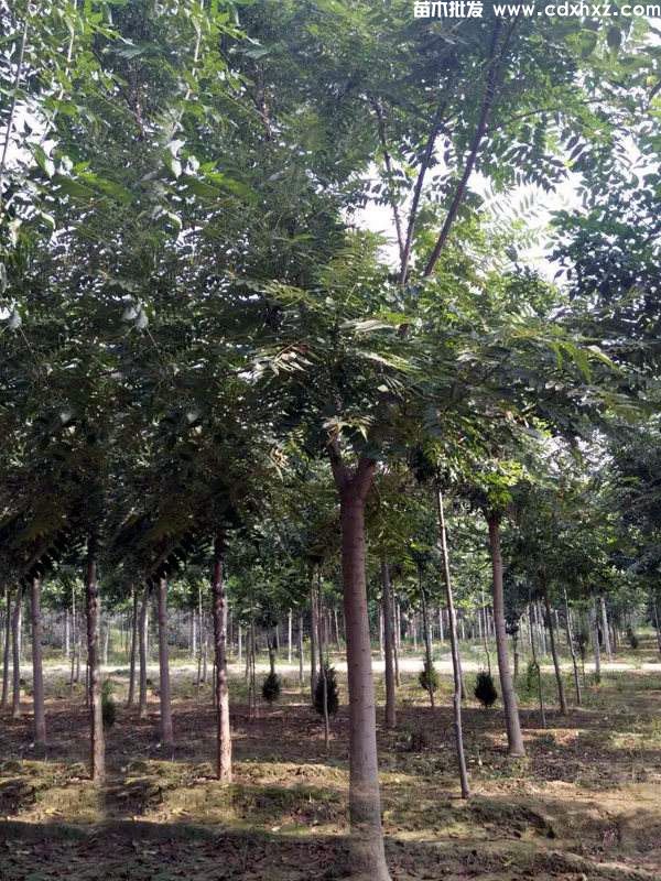 合欢基地实拍图片 合欢基地实拍图片