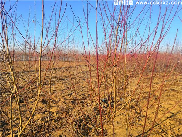 碧桃图片 碧桃图片