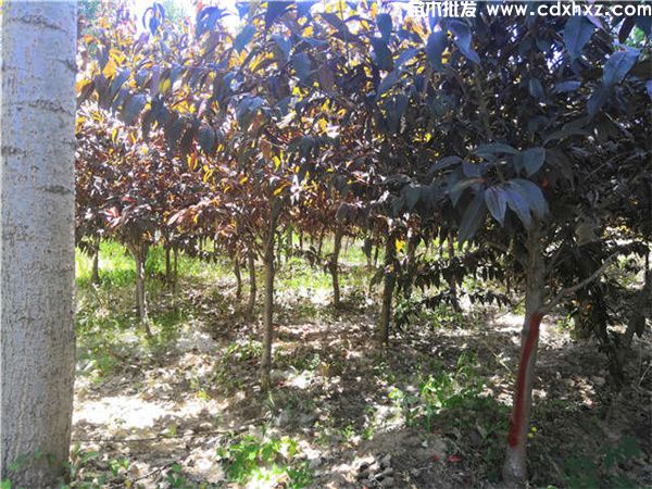 碧桃图片 碧桃图片