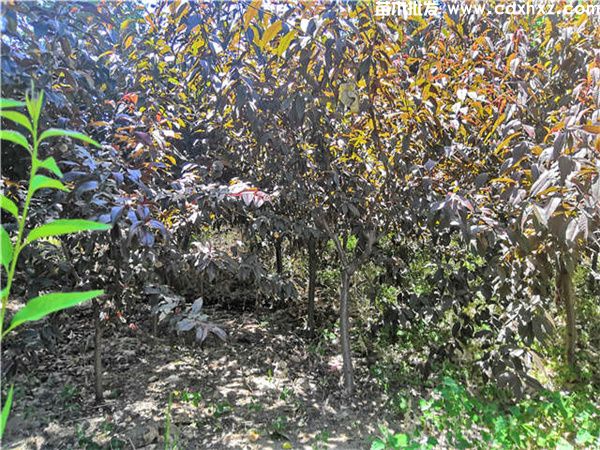 碧桃图片 碧桃图片