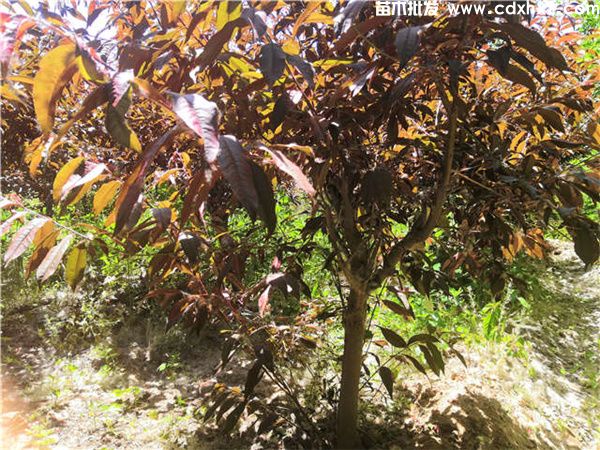 碧桃图片 碧桃图片