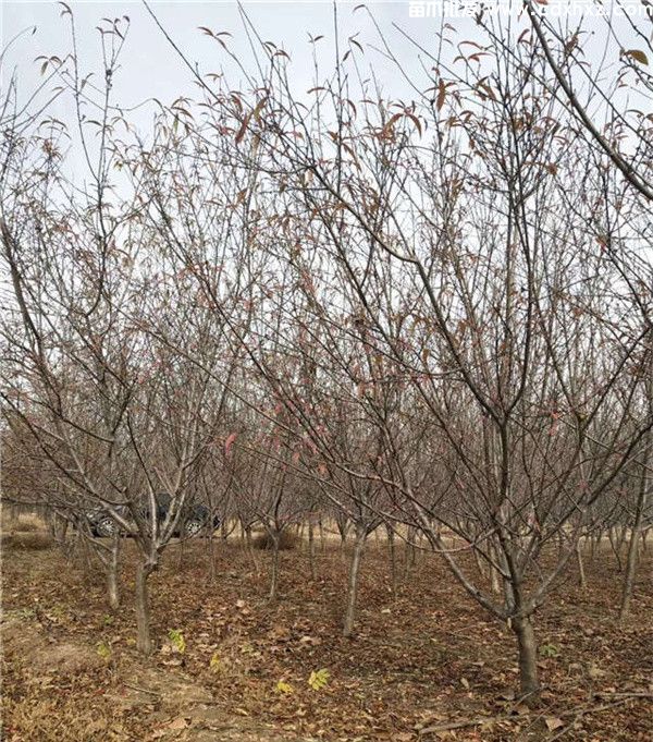 碧桃图片 碧桃图片