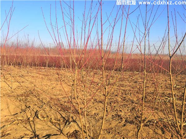 碧桃图片 碧桃图片