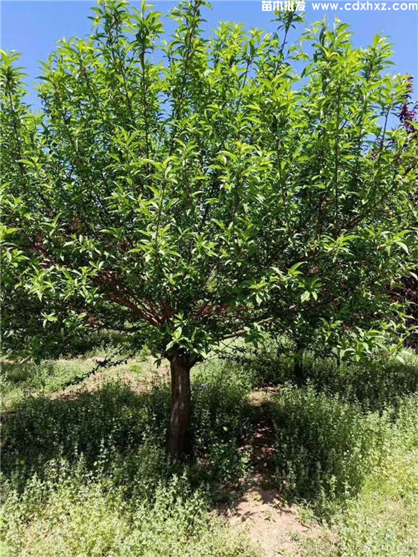 碧桃图片 碧桃图片