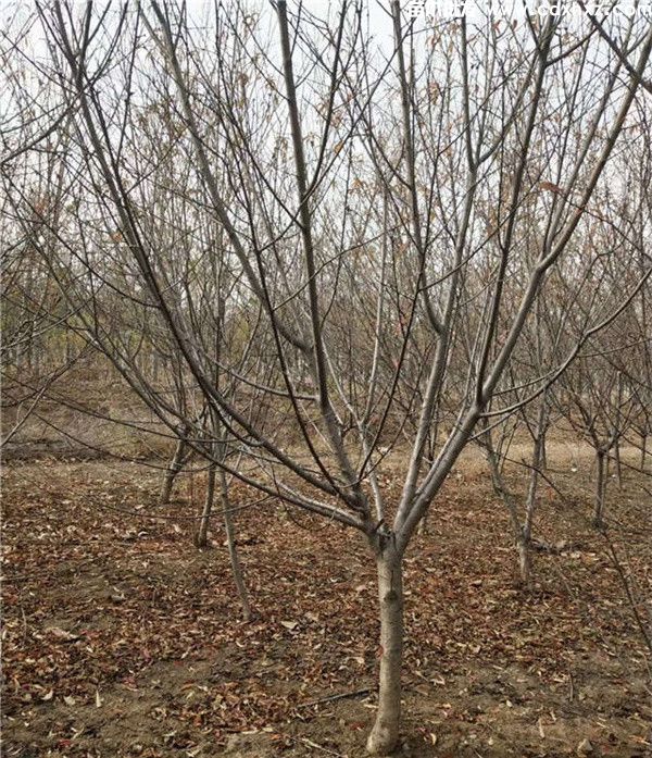 碧桃图片 碧桃图片