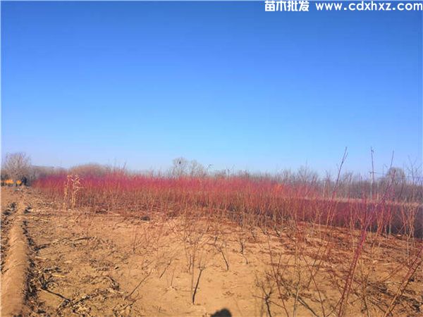 碧桃图片 碧桃图片