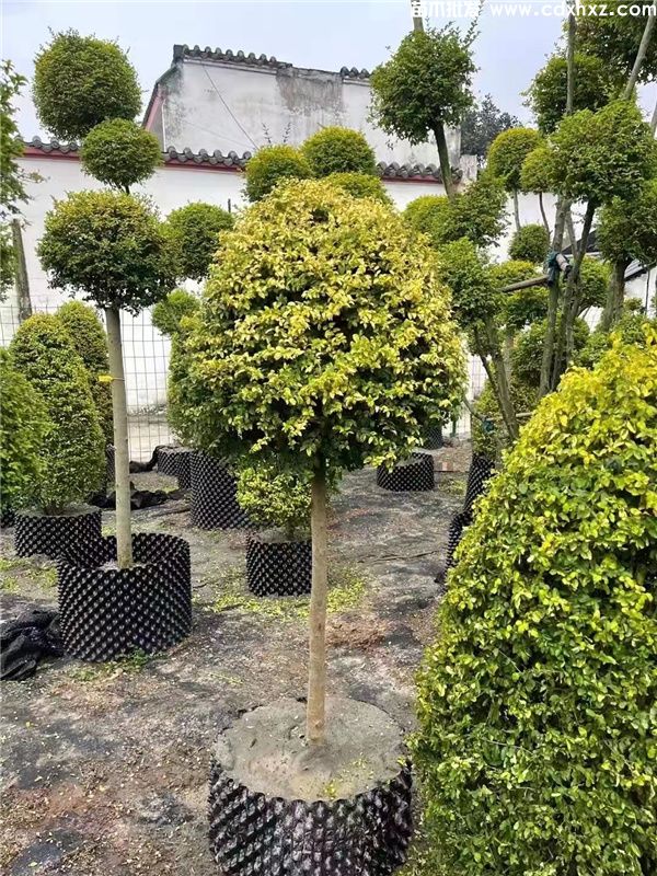 小叶女贞造型树图片 小叶女贞造型树图片