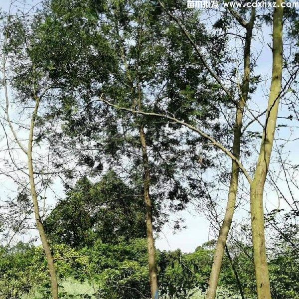 金合欢基地实拍图片 金合欢基地实拍图片