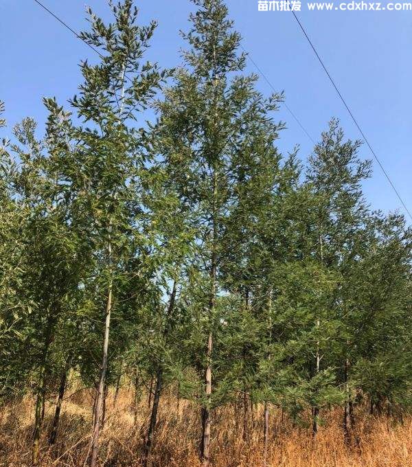 金合欢基地实拍图片 金合欢基地实拍图片