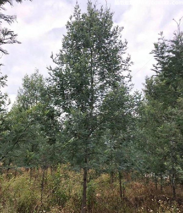 金合欢基地实拍图片 金合欢基地实拍图片