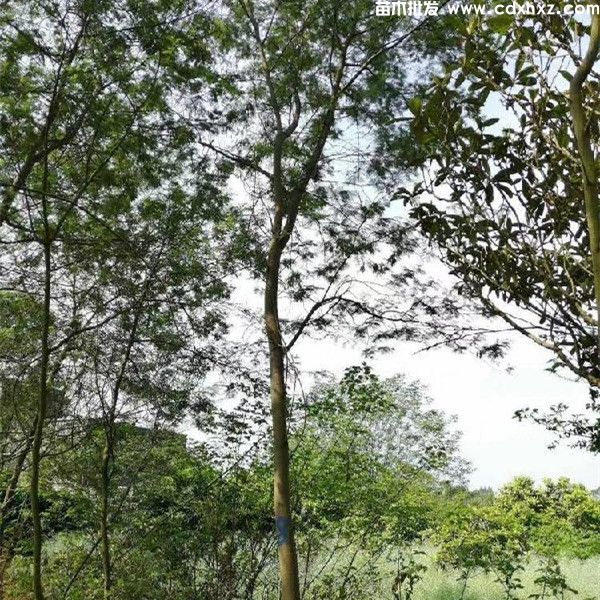 金合欢基地实拍图片 金合欢基地实拍图片