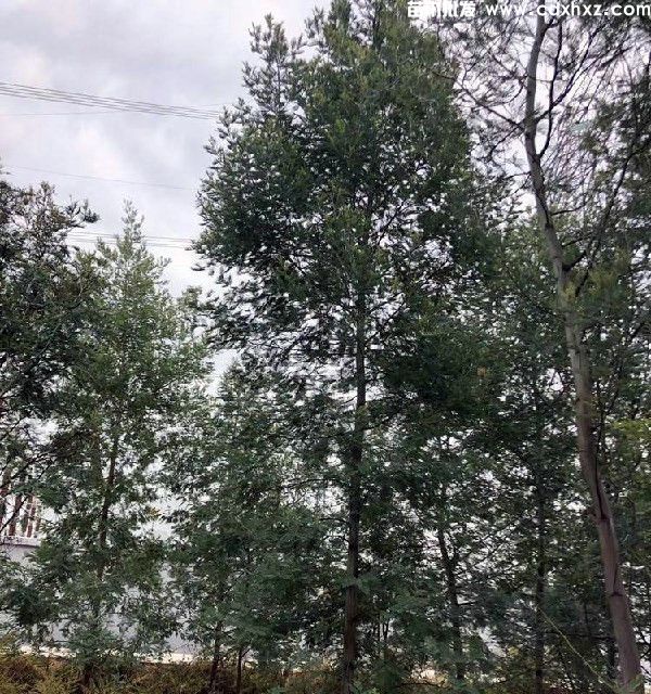 金合欢基地实拍图片 金合欢基地实拍图片