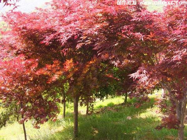 中国红枫产地在哪里？