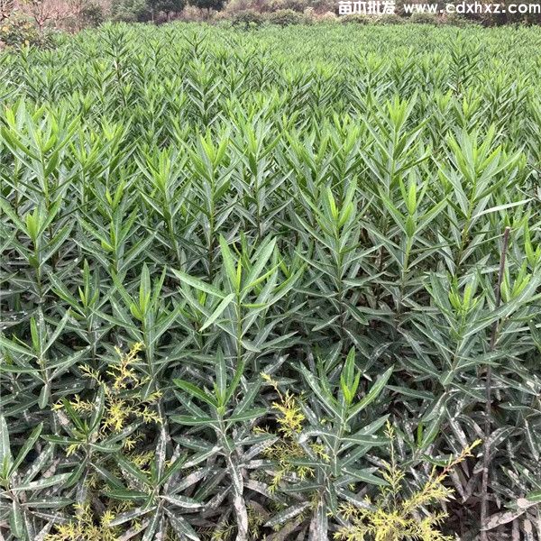 重庆适合种植夹竹桃吗? 重庆适合种植夹竹桃吗?