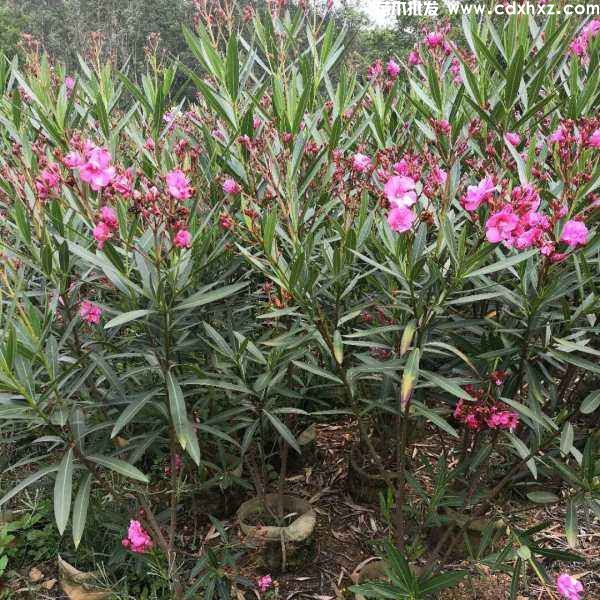 重庆适合种植夹竹桃吗? 重庆适合种植夹竹桃吗?