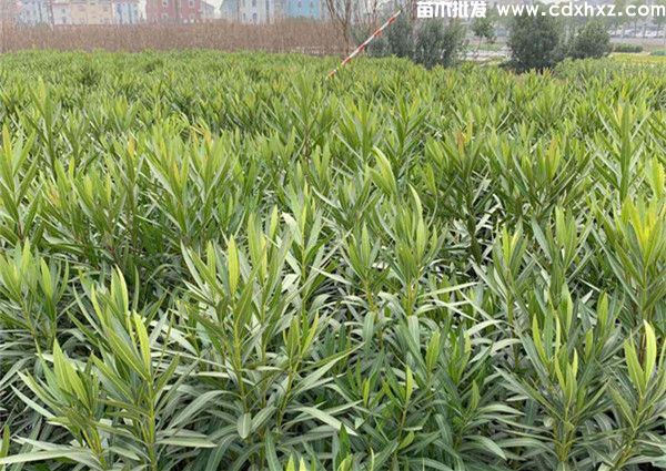 重庆适合种植夹竹桃吗? 重庆适合种植夹竹桃吗?