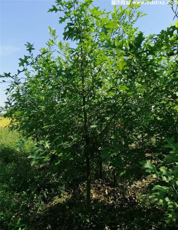 娜塔栎基地实拍图片