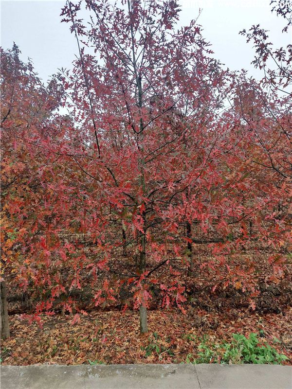 娜塔栎基地实拍图片