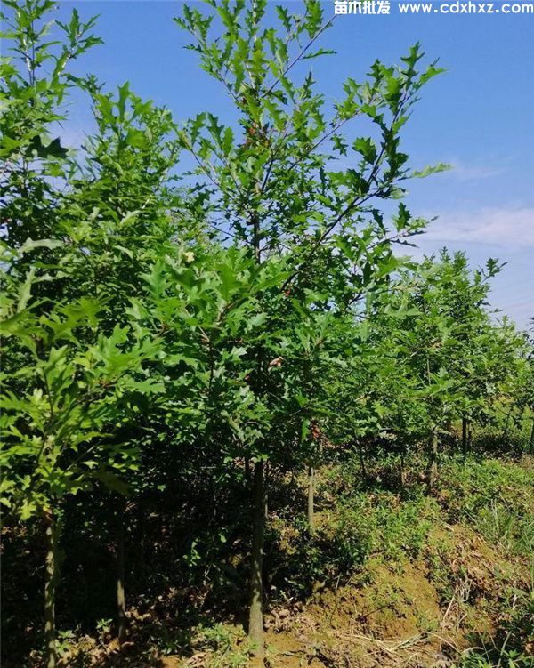 娜塔栎基地实拍图片